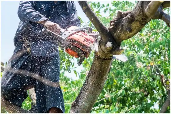 tree services Orfordville